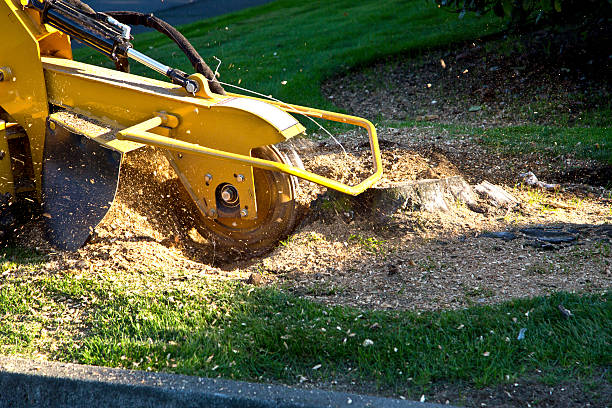 Tree Root Removal in Blue Ridge, VA